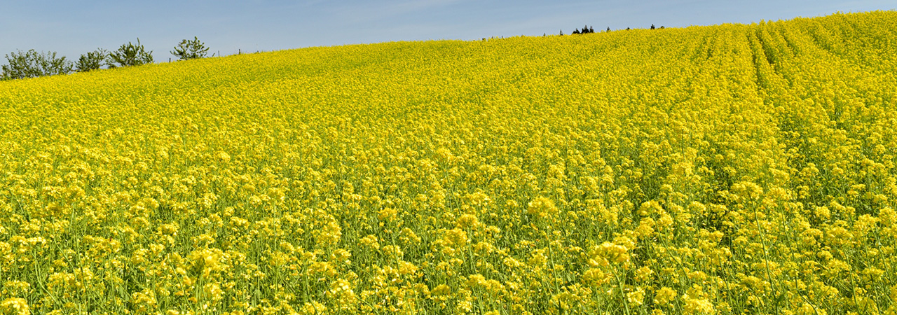 新潟県小千谷市