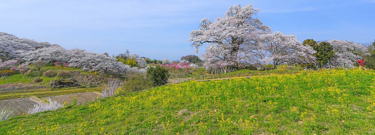 福島県本宮市