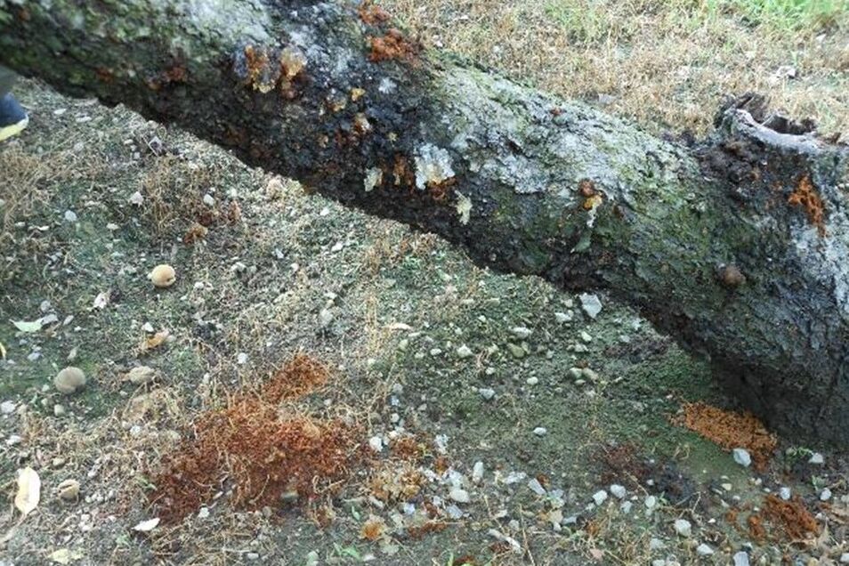 プロジェクト概要