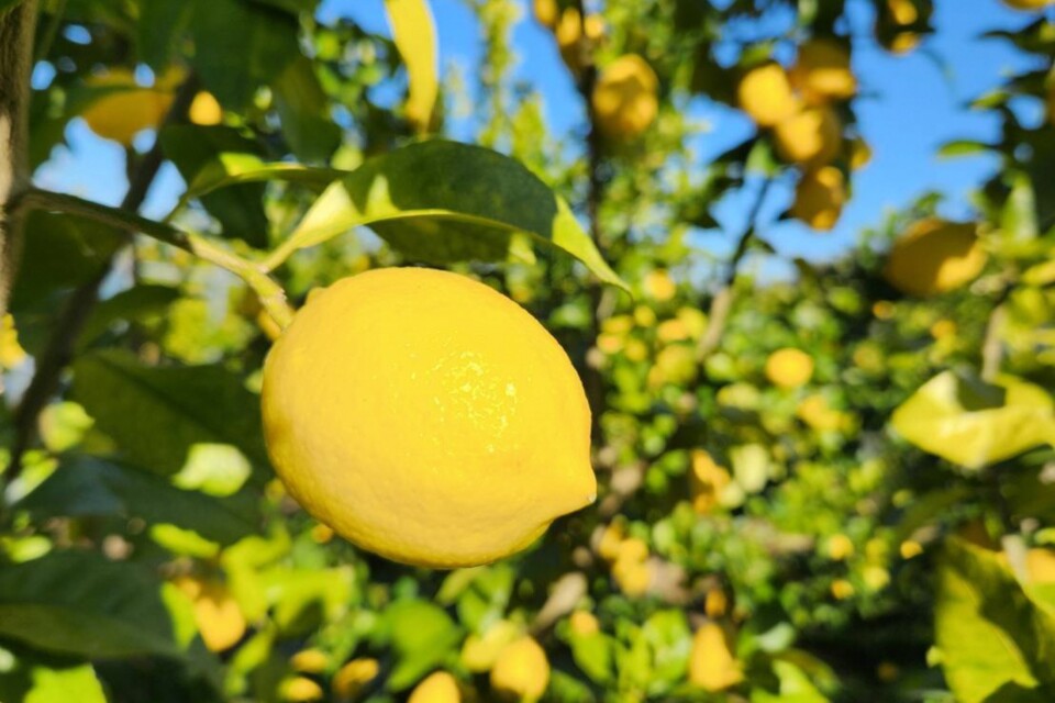 プロジェクト概要