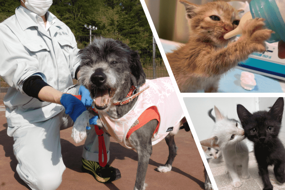 なぜ寄附を募るのか