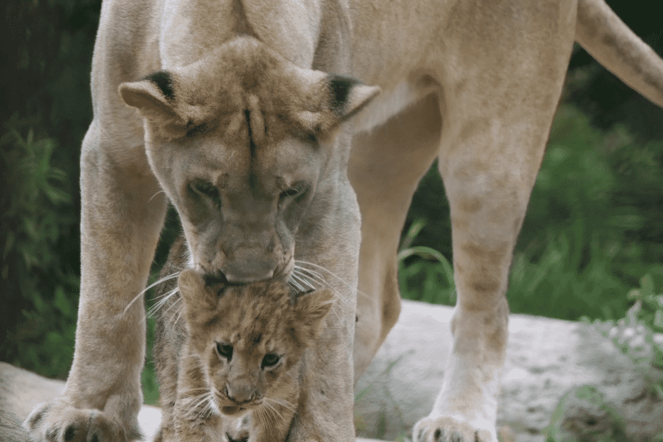 プロジェクト概要